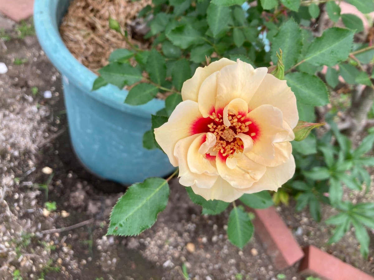 薔薇ラルサバビロンが咲いた！