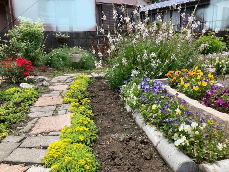 ガウラの庭 今年もいい感じ