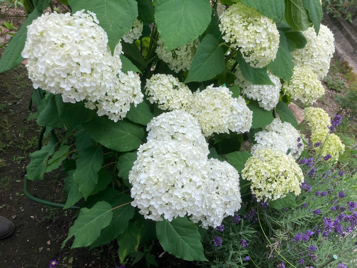 雨の重みでアナベルが…